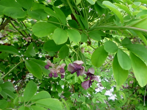 P1150003 (500x375).jpg