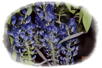 藤の花.JPG