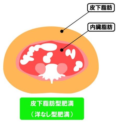 皮下脂肪を落とすには 本当の美しさを求めてーかぐや治療院 楽天ブログ