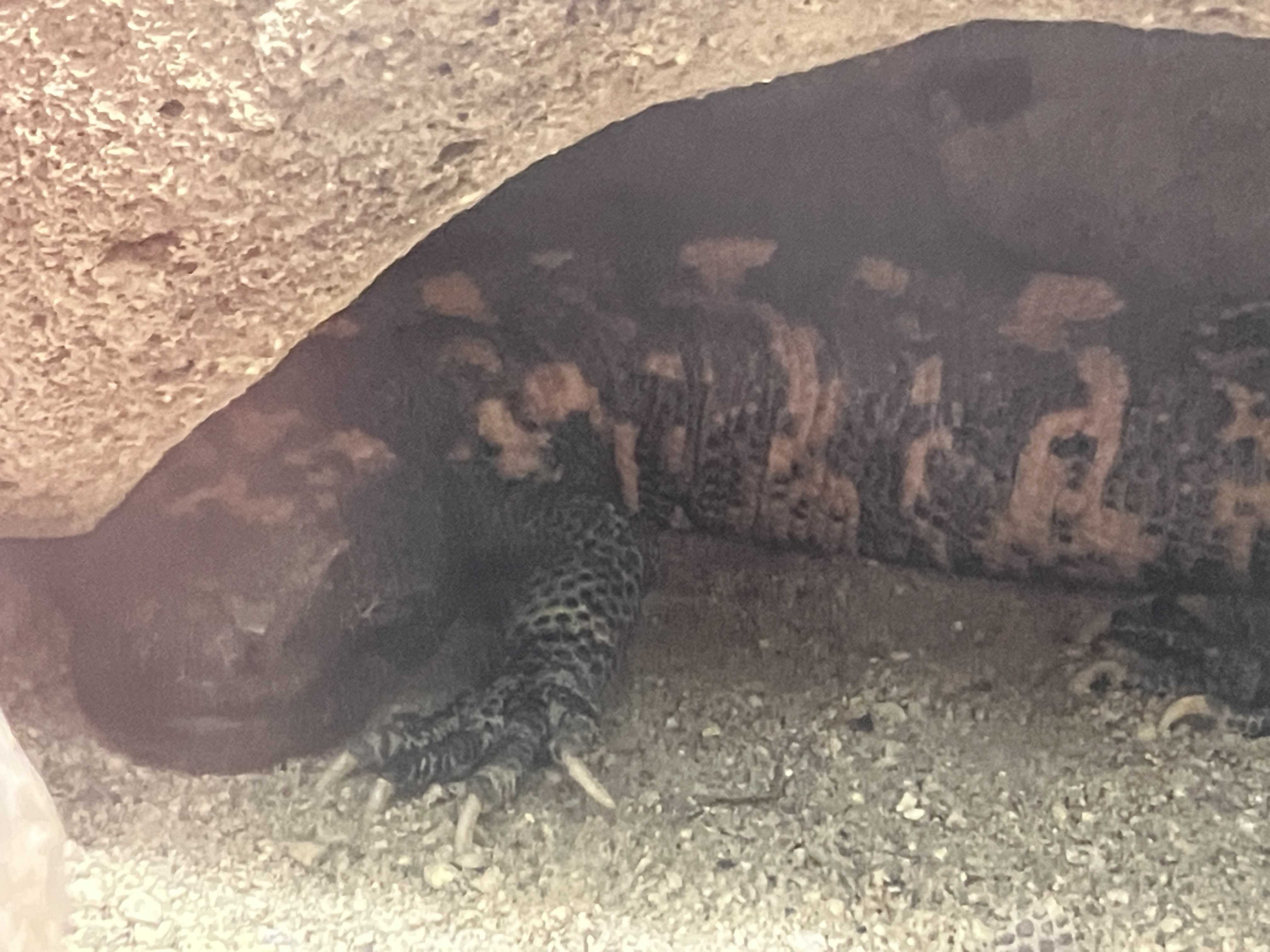 アメリカドクトカゲの健康状態について | 今日は誰と会えるかな