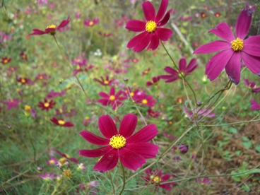 2013_1005コスモス・秋明菊0022.JPG