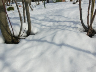 庭の雪
