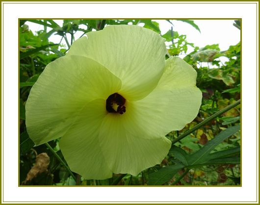 園芸 の記事一覧 花の歳時記 天南星の魅力 山野草 楽天ブログ
