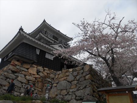 浜松城公園の桜