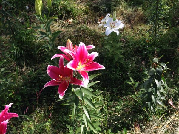 rblog-20140821070256-02.jpg