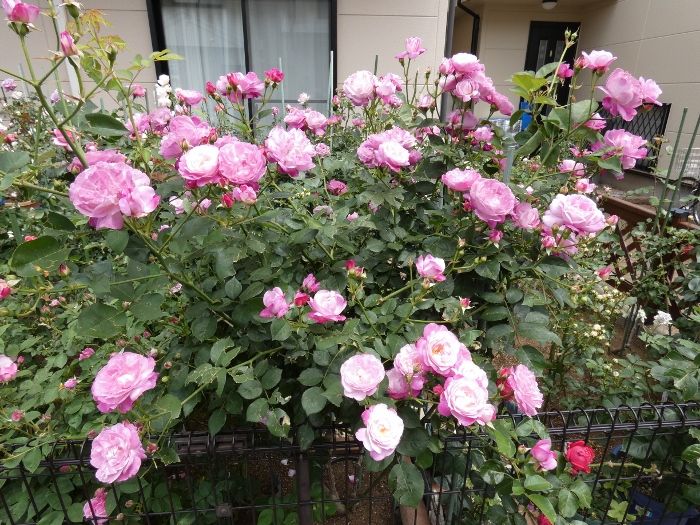 バラの初開花は クリスティアーナ はじめ14品種 やはり弁先が傷んでます バラの美と香りを求めて 楽天ブログ