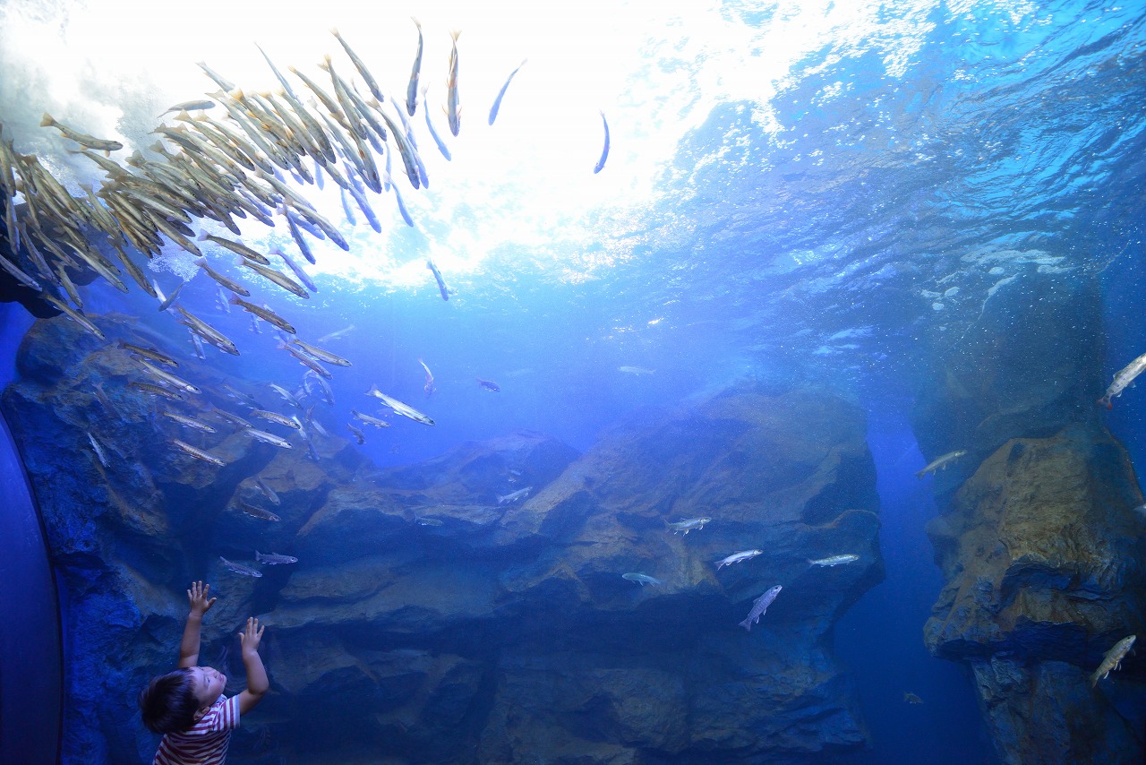 オホーツク　北見市　留辺蘂　山の水族館　滝つぼの水槽　２