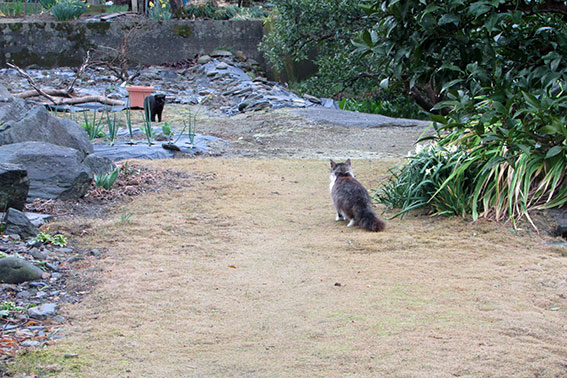 我が家のニャンコ♪2015/3/20-3