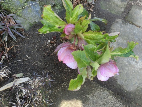 ど根性クリロー