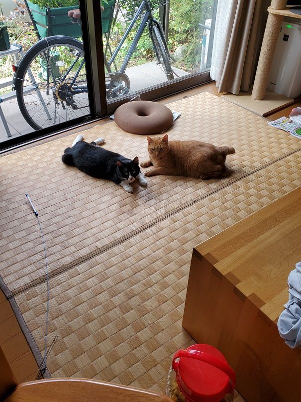 猫に睨まれる朝 ある晴れた日の昼下がりに猫が逃げた 楽天ブログ