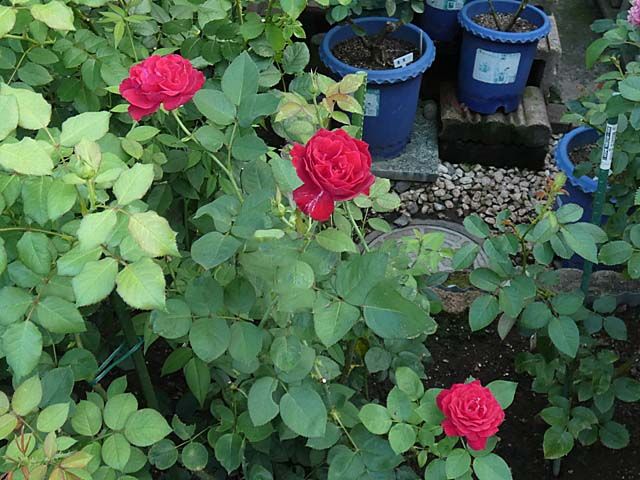 真夏に咲き続けるバラ 日陰のローズポンパドゥール クロードモネ フランシスデュブリュイ シカゴピースなど バラの美と香りを求めて 楽天ブログ