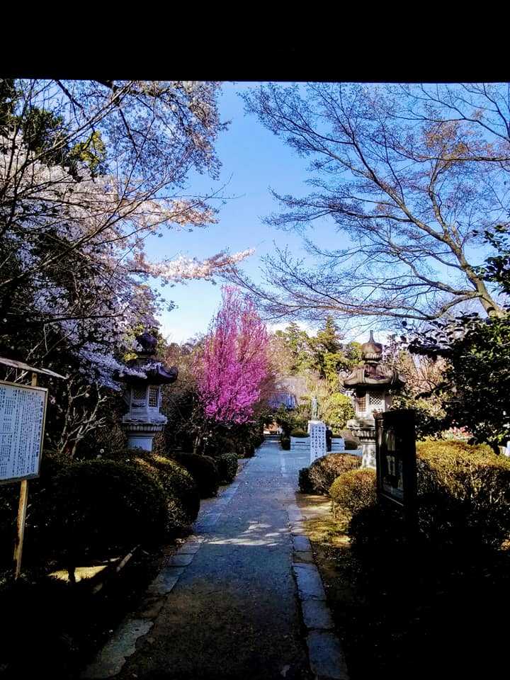 花の寺 高橋山法光寺 山梨県甲州市塩山 醍醐山と下部 しもべ 温泉 楽天ブログ