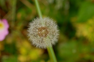 蒲公英はほら可能性の塊か