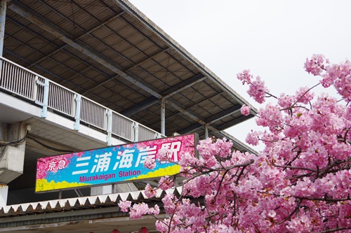 三浦海岸の河津桜