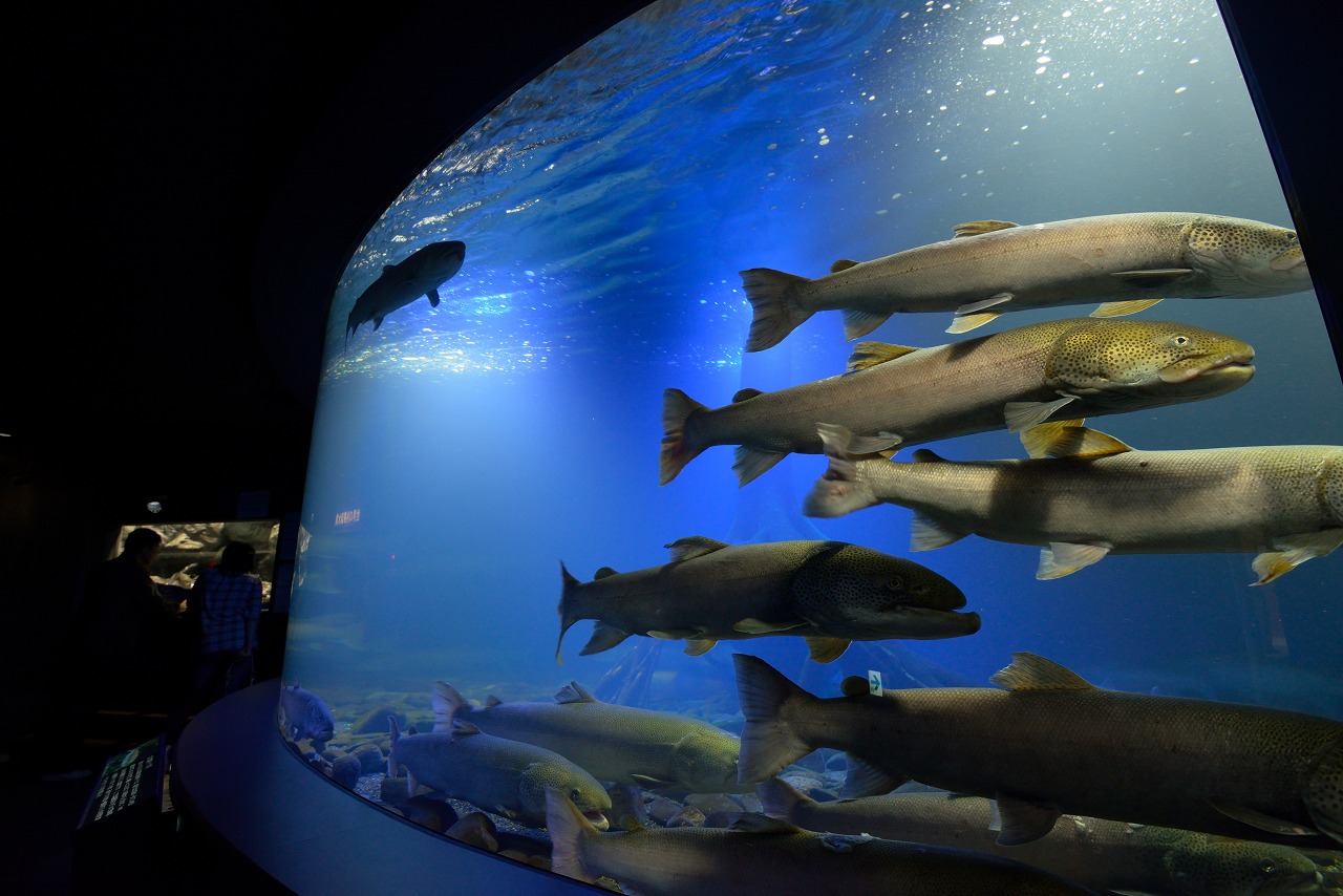 オホーツク　北見市　留辺蘂　山の水族館　日本最大級のイトウ　２