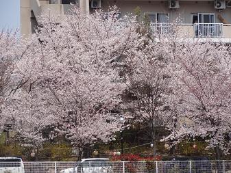 桜２.JPG