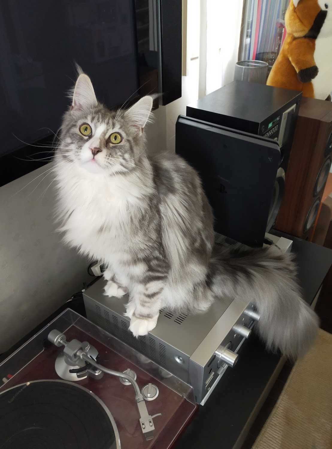 サマーカット 思案中 メインクーン マロ ルナ 正式名 麻呂 月光 成長記録 楽天ブログ