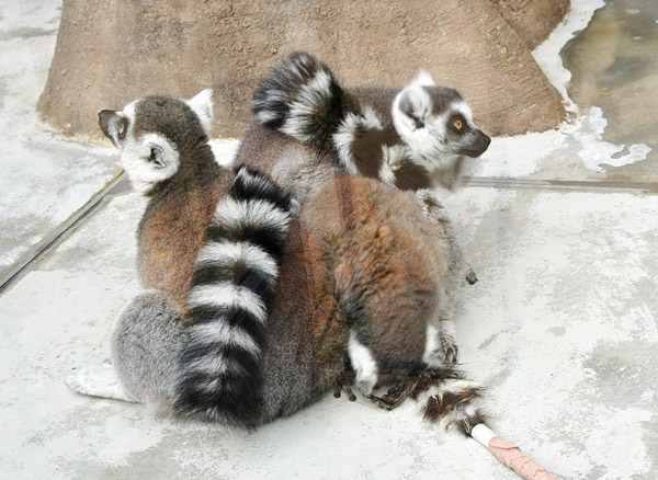ワオキツネサル
