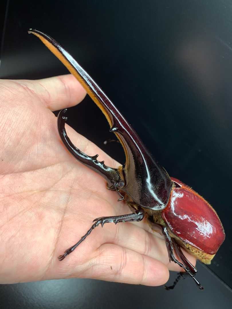 ヘラクレス 羽化 後