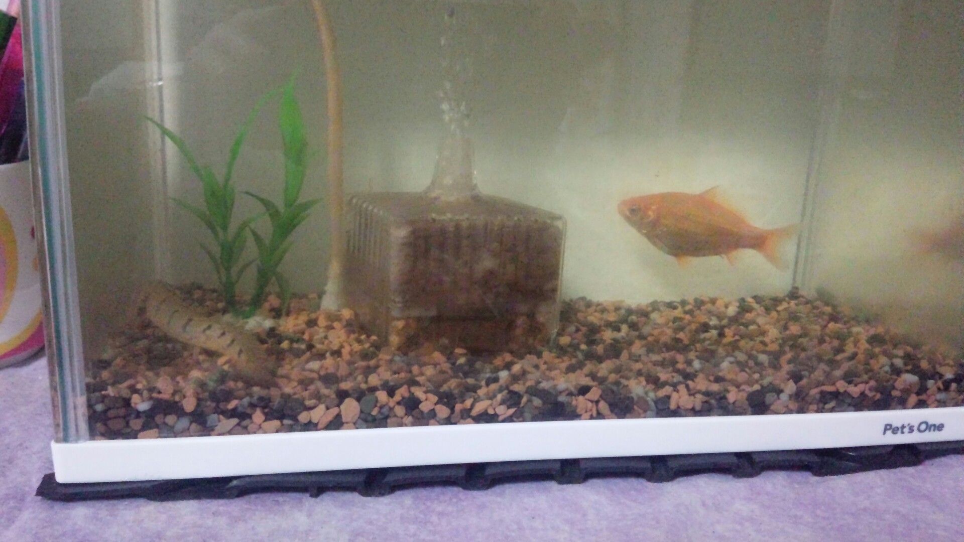 金魚がポリプテルスをいじめる 水槽で生き物を飼うというブログ 楽天ブログ