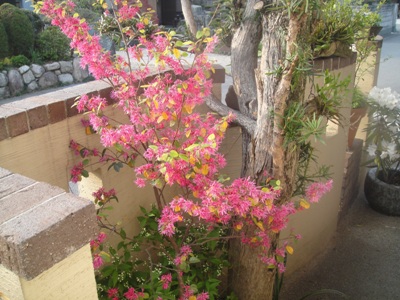 DSC02587.jpg