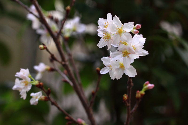 ケイオウサクラ（啓翁桜）.jpg