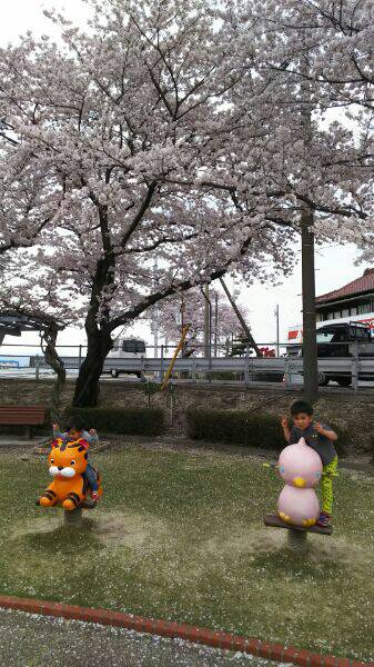 桜