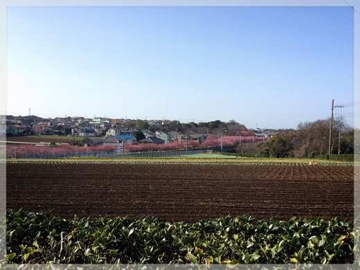 三浦海岸の河津桜