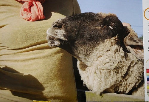 半目の羊