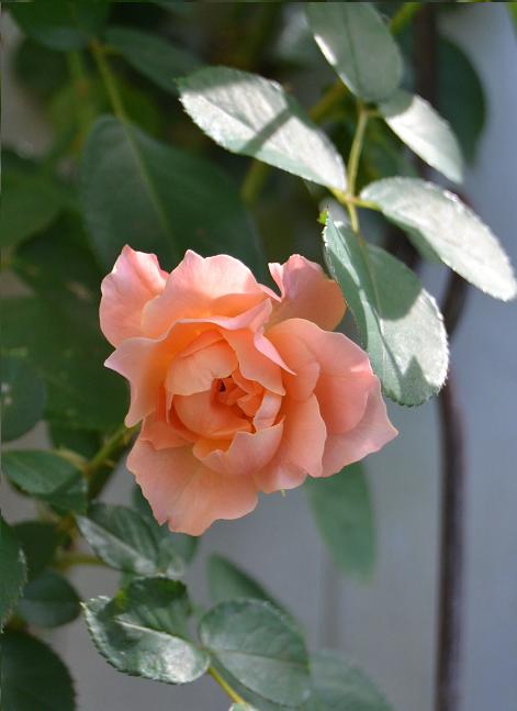 DSC_0220.JPG