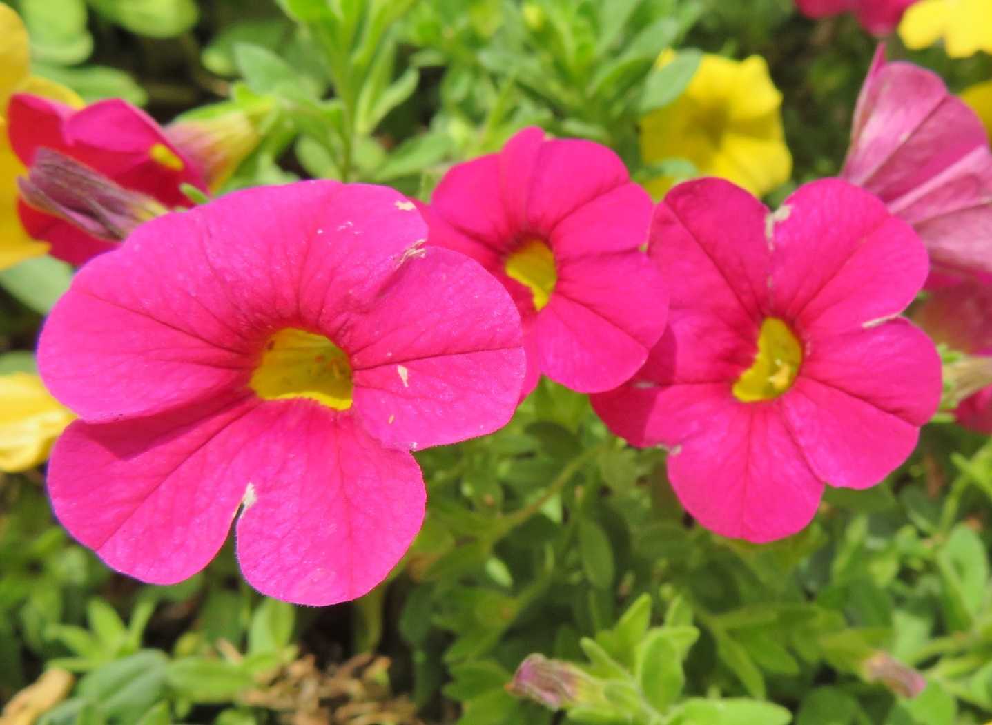変わりなし 花はカリブラコア ミリオンベル スーパーベル だい のひとりごと 楽天ブログ