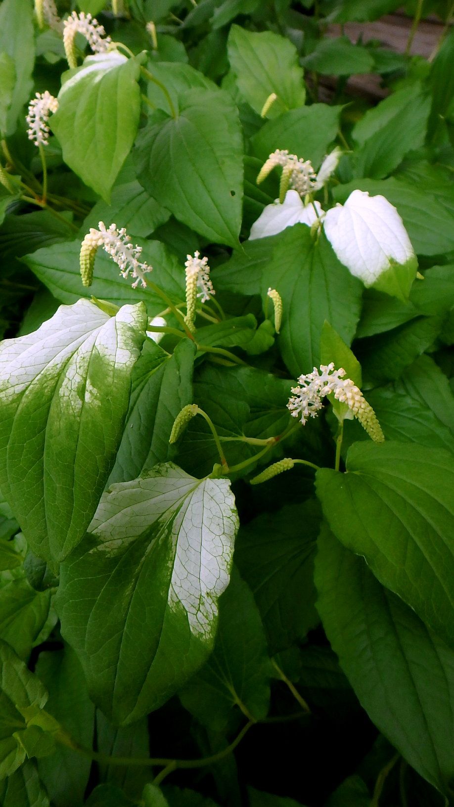 6月下旬の白い花 半田山植物園 楽天版じぶん更新日記 楽天ブログ