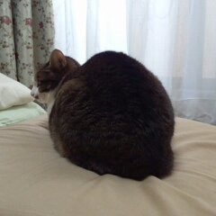 福牛1