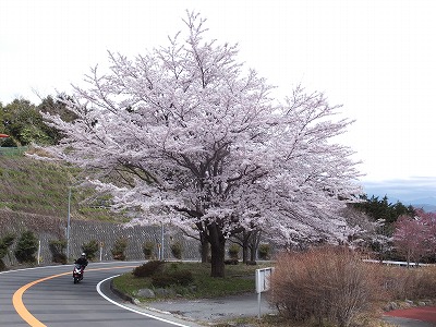 20140405地蔵堂下桜2