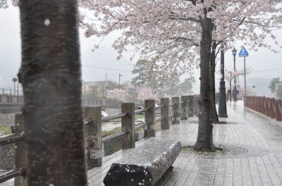 濡れる芦屋川の桜