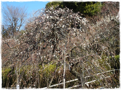 池上梅園