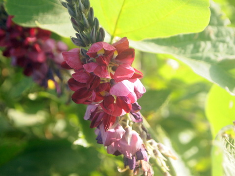 2012-08-28　葛の花-2