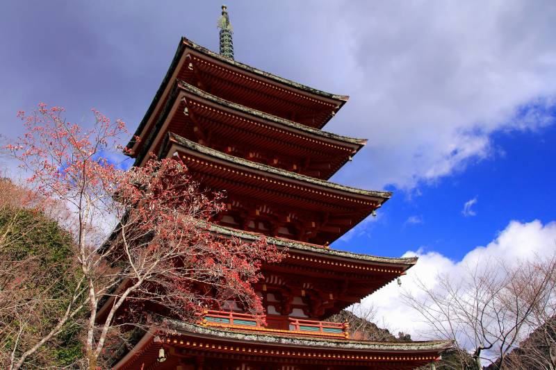 長谷寺・五重塔_003塔とハナミズキ.jpg
