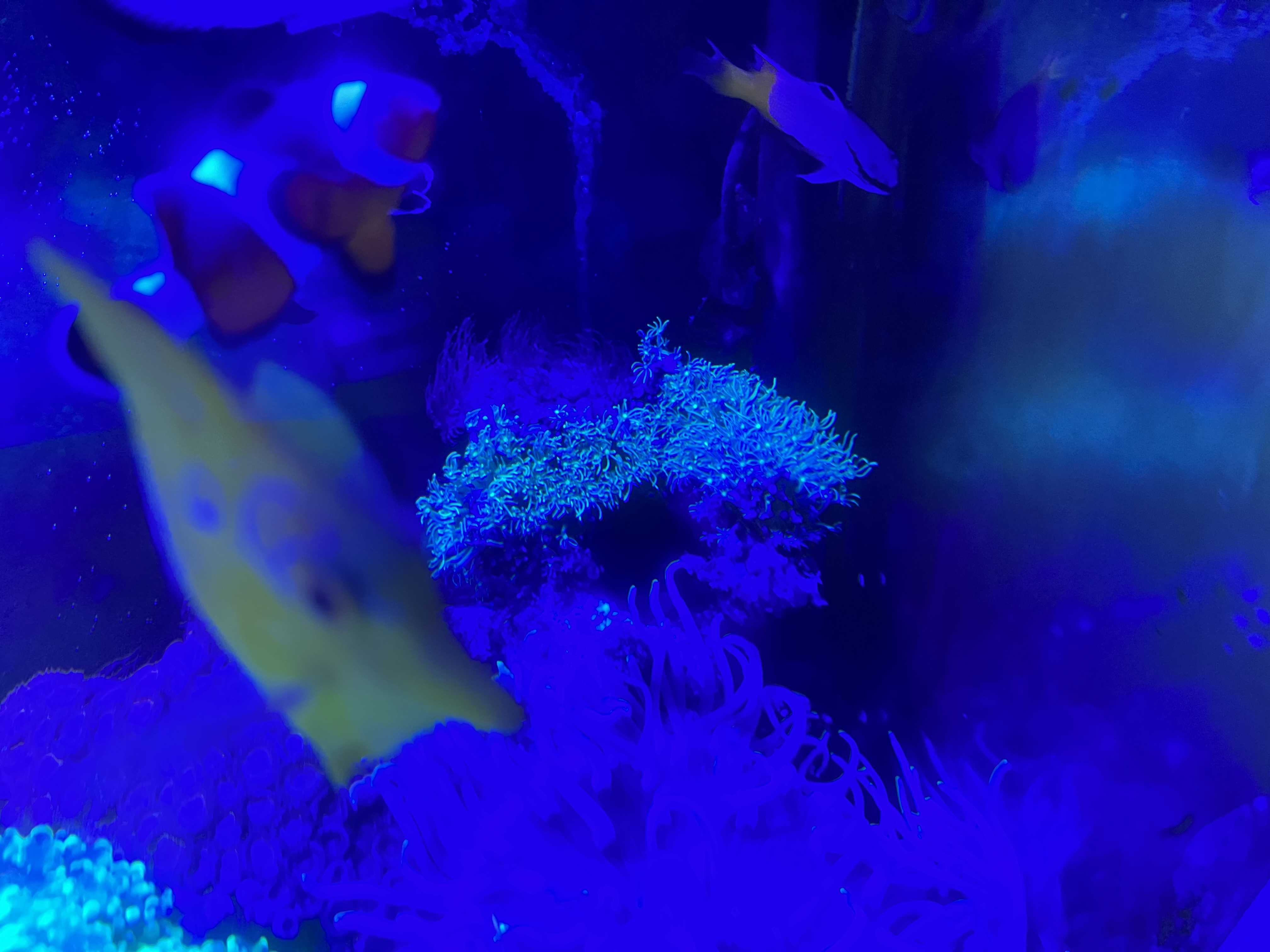新たなる海水魚水槽49】節電の夏 | ありえないありえる水槽を