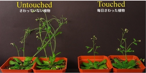 plant-01a.jpg