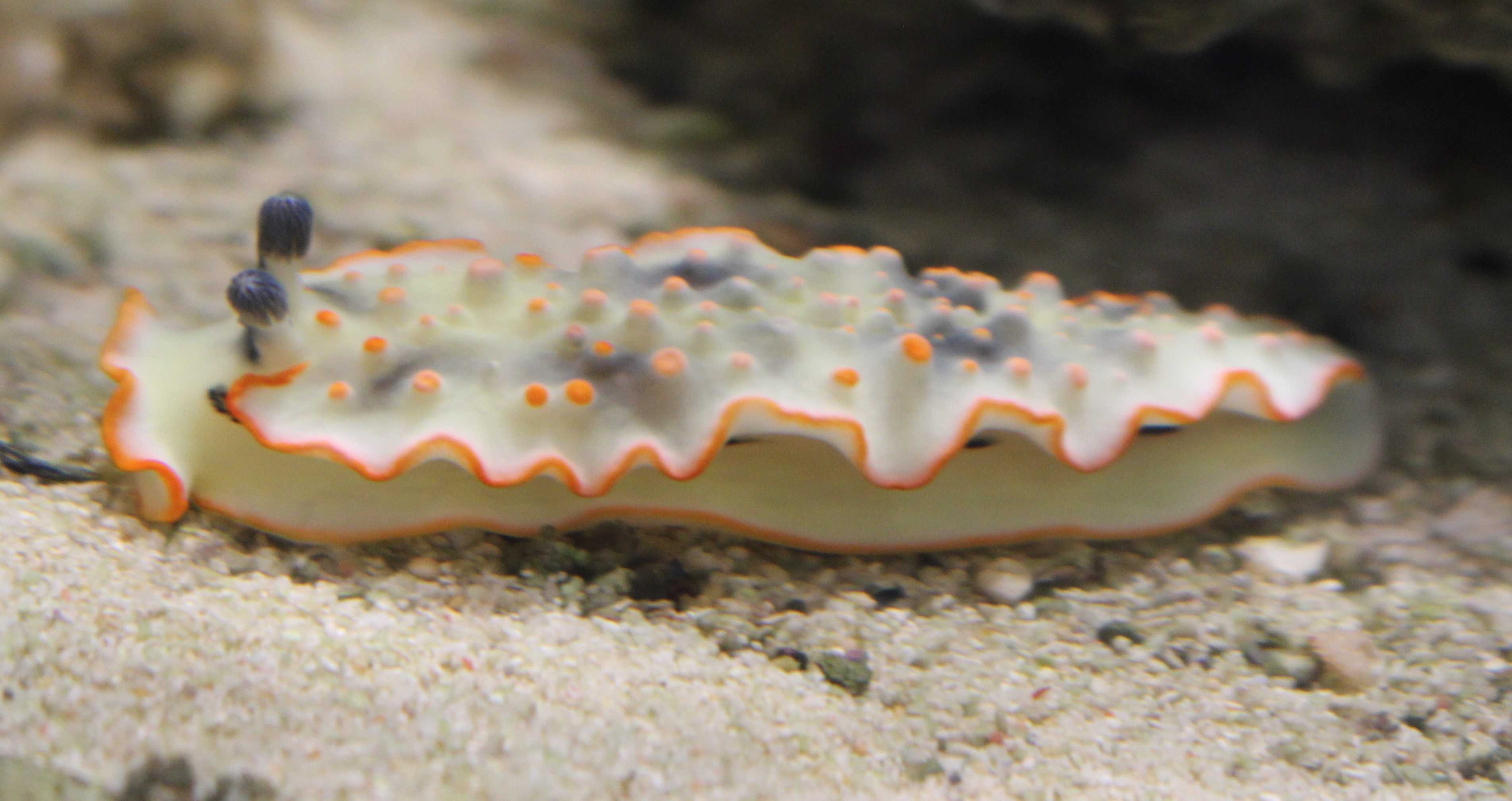 10ページ目の記事一覧 Elfin S Note 楽天ブログ