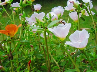 20130824potyuraka-2