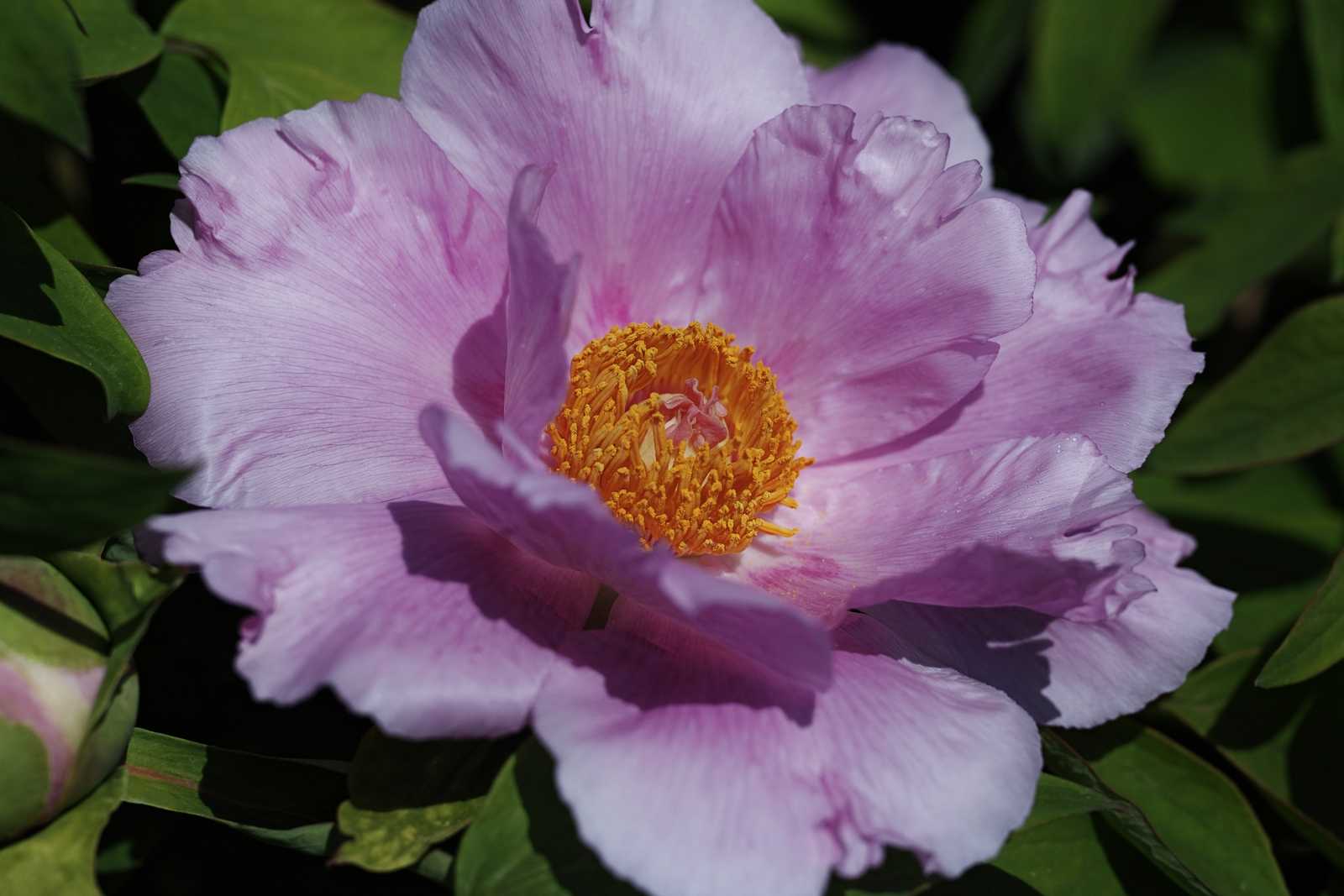 牡丹が見頃(①白系)-寒ボタンと西洋シャクヤク園- | シグマのカメラに