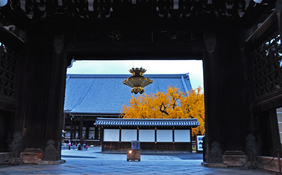 銀杏１
