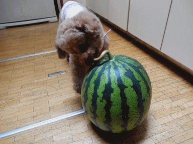 こころアニメ