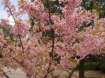 3.22 kannsakura.jpg
