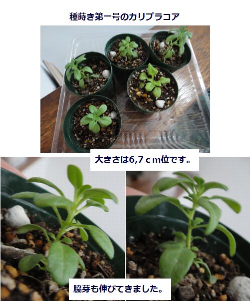 ９月末に種まきしたカリブラコアです。
