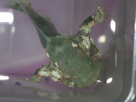 クリプティックフロッグフィッシュ（Histiophryne cryptacanthus）6　Cryptic frogfish