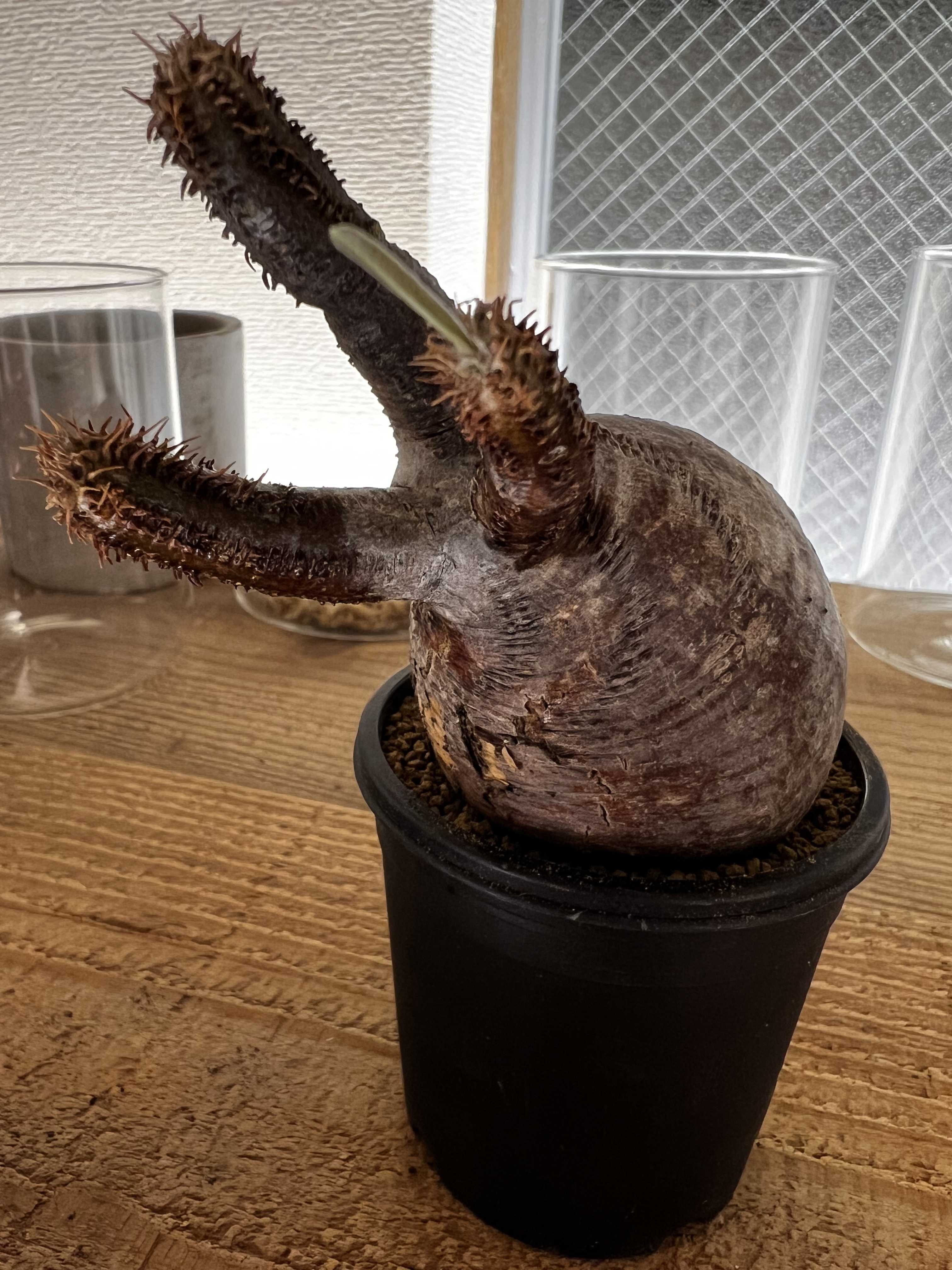 パキポディウム グラキリス 発根管理(土壌篇)② | 植物栽培