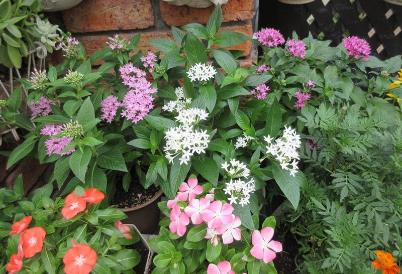 日々草とペンタスの花壇になりました 私の好きなお花の紹介 狭い庭を花いっぱいにする育て方 楽天ブログ